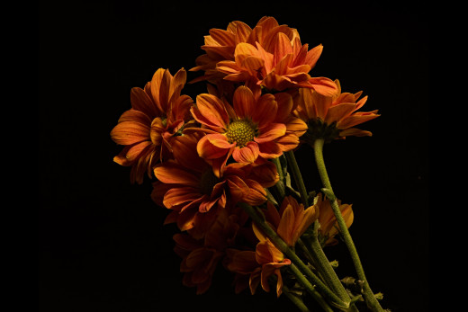 1705189 (a): :3600x2400